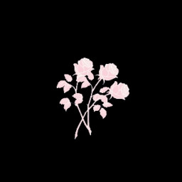 black pink flower