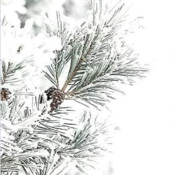 pine evergreen winter snow ice frozen cold