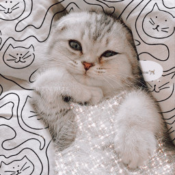 tumblr cat cute aesthetic picsart fotoedit freetoedit