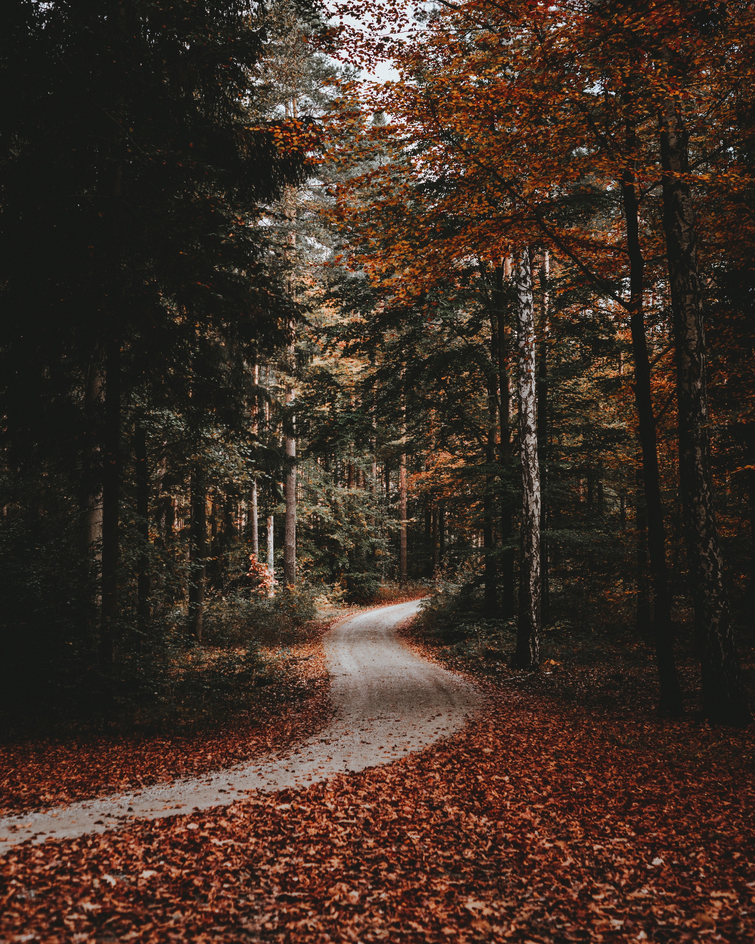 Amazing remixes please! Unsplash (Herr Bohn) #street #path #nature #forest #background #backgrounds #freetoedit