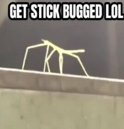 freetoedit getstickbugged stick bug rickroll stickbug