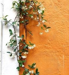 arkaplan duvarkağıdı wallpaper background orange turuncu freetoedit