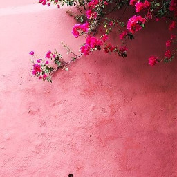 arkaplan duvarkağıdı wallpaper background pink pembe duvar wall flowers çiçek freetoedit