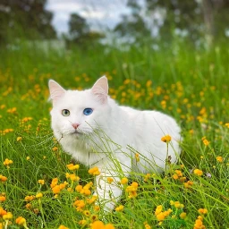 cat photography green outdoor aesthetic pcwhathappinessfeelslike freetoedit