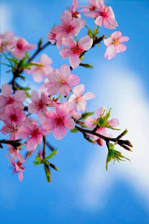 #spring #sakura #flowers #pinkflower