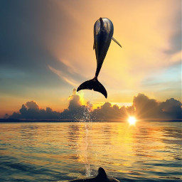 freetoedit dolphin sunset water remixit