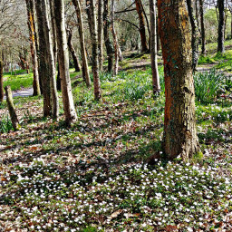 spring nature hdr forest oviedo