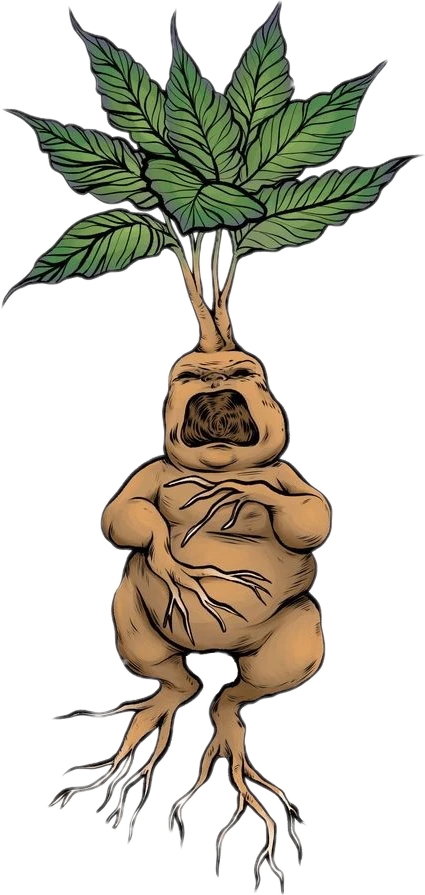 Mandrake Mandragora Sticker By Denisse Andrea Ca Mandrake Mandragora Sticker By Denisse Andrea Ca