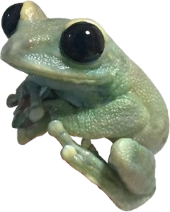 frog froge froggy greenfrog cottagecore fairycore fairy fae witch greenwitch png frogpng greenpng pngsticker greensticker freetoedit