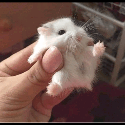 freetoedit hamster dripping