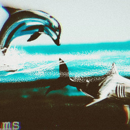 digital painting art socials dolphin shark wacom photoshop