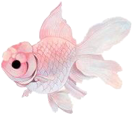 png fish pretty pink glossy fin freetoedit