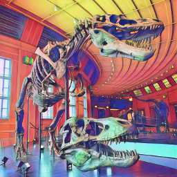 dinosaur skeleton museum