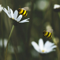 abeille freetoedit