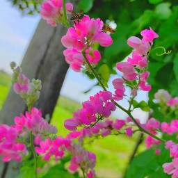 freetoedit flower flora nature unsplash walpapper backround backrounds pink pinky pinkflower bee