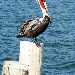 myfavoriteshotphotographychallenge pelican beach pier montereybay water ocean birds pcmyfavoriteshot myfavoriteshot