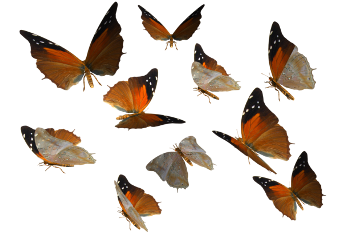 butterflies monarch cottagecore aesthetic nature pretty orange white black colorful background freetoedit