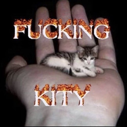 cat meme fuckingkity kity kitty memecat catmeme freetoedit