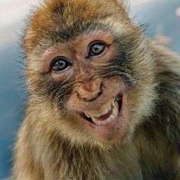 freetoedit monkey funny funnyface smile animal nature ninahayess