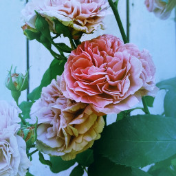 rose rosecard rosepetals
