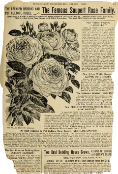 old vintage vintageaesthetic paper paperart papereffect flower aesthetic beigeaesthetic darkaesthetic darkacademia darkacademiaaesthetic magazine page magazineletters magazinegraphics cut puece freetoedit