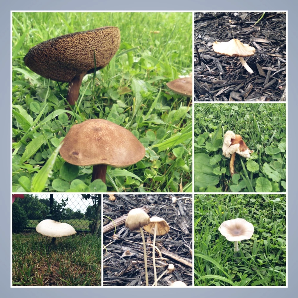 #mushroom...
All of these are