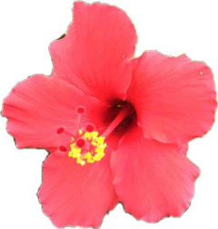 blossom flower hibiscusflower freetoedit
