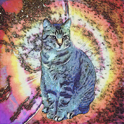 cosmiccat cosmic cat local