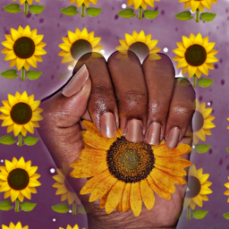 freetoedit sunflower nail nailart nailartedit fypシ flower yellow black blackgirl picsart eccolorfulsmoke colorfulsmoke