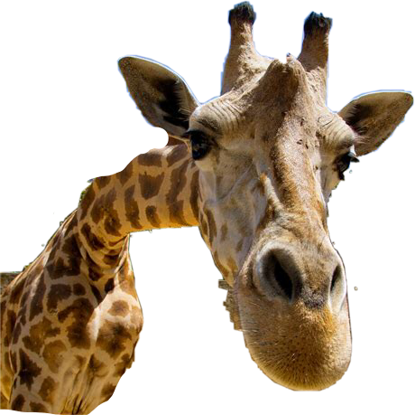 Giraffe Freetoedit #giraffe Sticker By @mandy1299