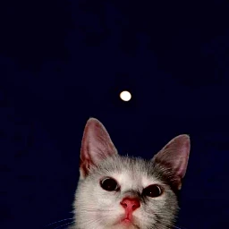 cat cats dark moon sky star stats statuse free pcinthedark inthedark