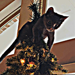 freetoedit christmas merrychristmas cat getoutofmytree
