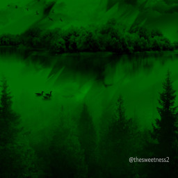 green forest background trees woods pinetrees ducks flying pond water clouds bush freetoedit