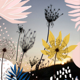 frame weeds dandelion silhouette myphoto edits freetoedit ecaestheticframes aestheticframes