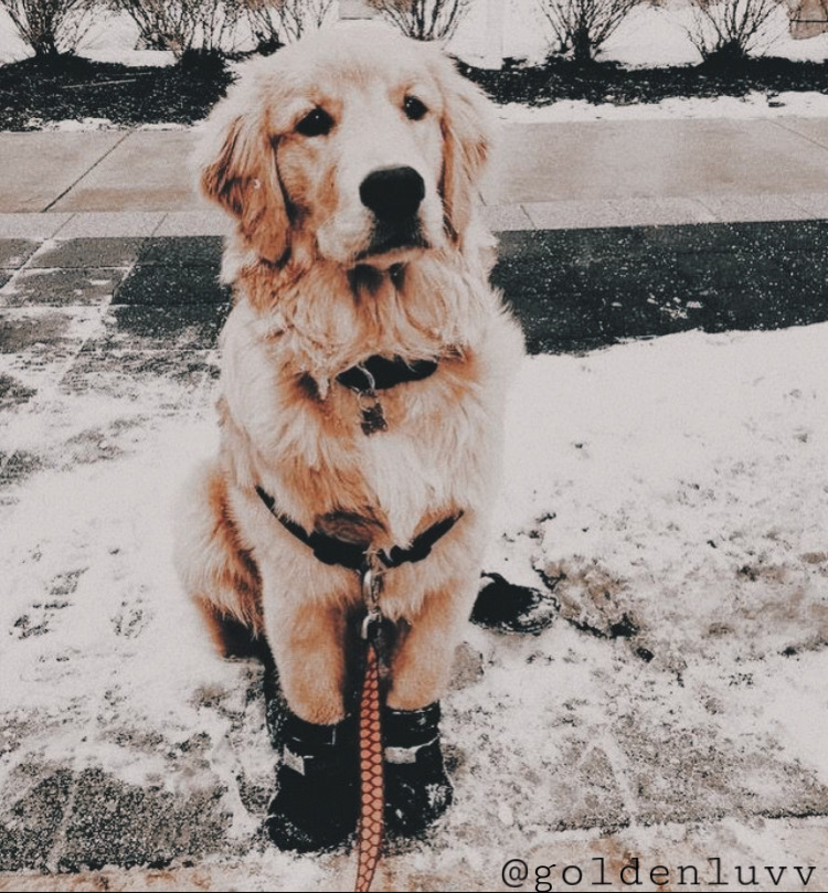 booties for golden retrievers