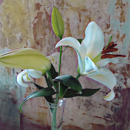 lillies flowers whiteflowers vase stillife nature freetoedit