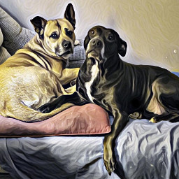 bane bullkita mae pitbull love loyalty dog dogs fxeffects magic hintofyellowmagiceffect animal canine friendship