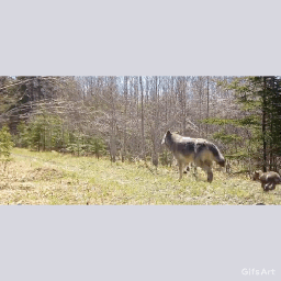 freetoedit wolf gif wolves wolfpups wolfpack family awww adorable cute wow puppies pups video pawwdorable