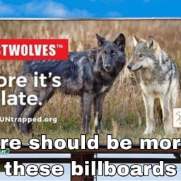 freetoedit wolf wolfbillboard cool relistthewolves relistallthewolves beforeitstoolate sad billboard yesss wolves wyoming bluesky wyomingwolves