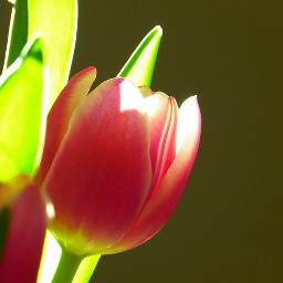 tulpe tulips tulpen tulip tulpin flower flowers floral ostern easter freetoedit