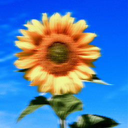 sunflower plant blur cziczi 39 flower flowers degrees stopnie star sky słonecznik roślina rozmazanie kwiat kwiaty gwiazda niebo freetoedit