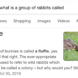 bunnies fluffle ilovemybun
