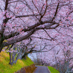 sakuratree spring grass sakura sakuraflowers nature floral tree freetoedit
