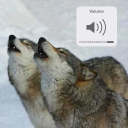 freetoedit wolf howl volumebutton cool awooo wolves wolveshowling randomedit cutewolves greywolves volumesign floofywolfies srcvolumesign