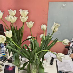 freetoedit office flowers tulipsflower spring