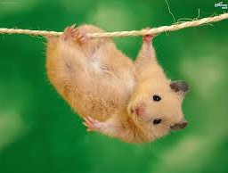 animal hamster picsart follow4follow like4like followforfollow cuteanimals freetoedit