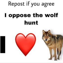 freetoedit wolf wolves obx ilovewolves relistwolves therianwolf