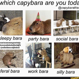 capybara a
