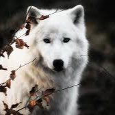 willow_the_wolf_