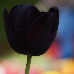 tulip blacktulip tulipflower tuliplove myphotography